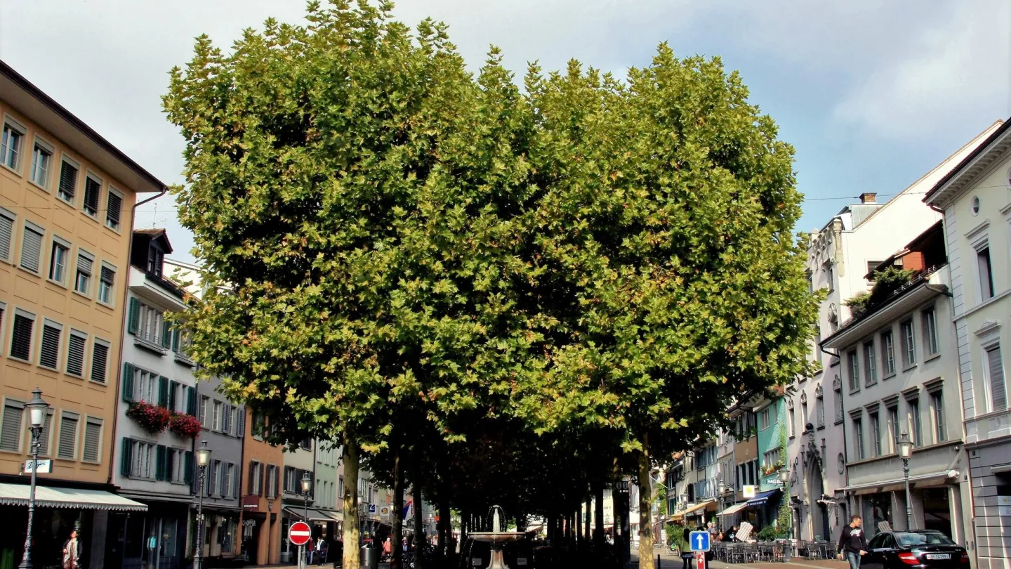 Winterthurer Altstadt