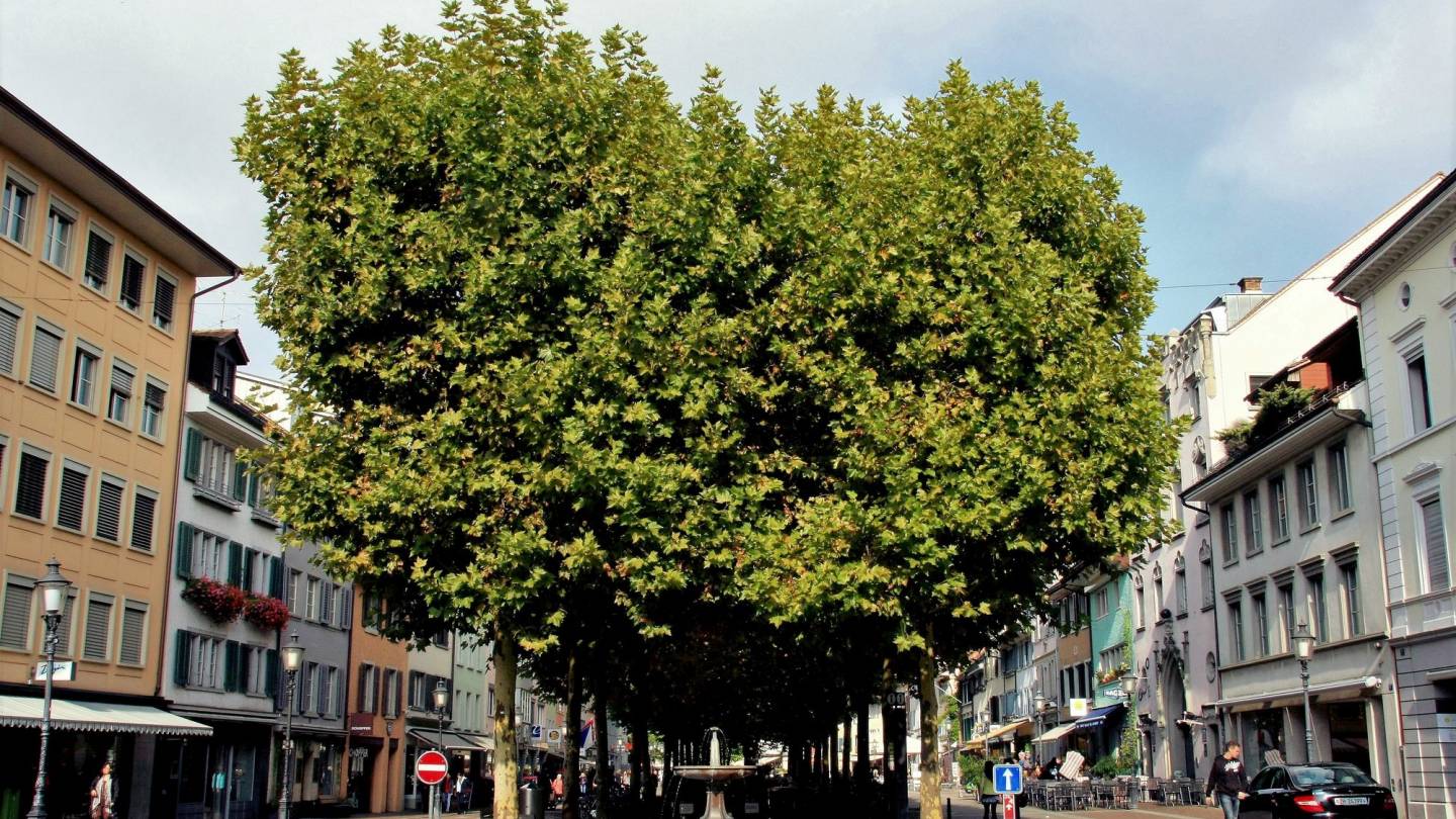 Winterthurer Altstadt