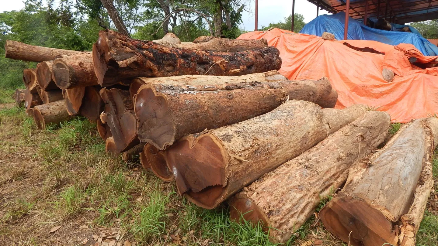 Nachhaltige Holzwirtschaft in Kilwa, Tansania