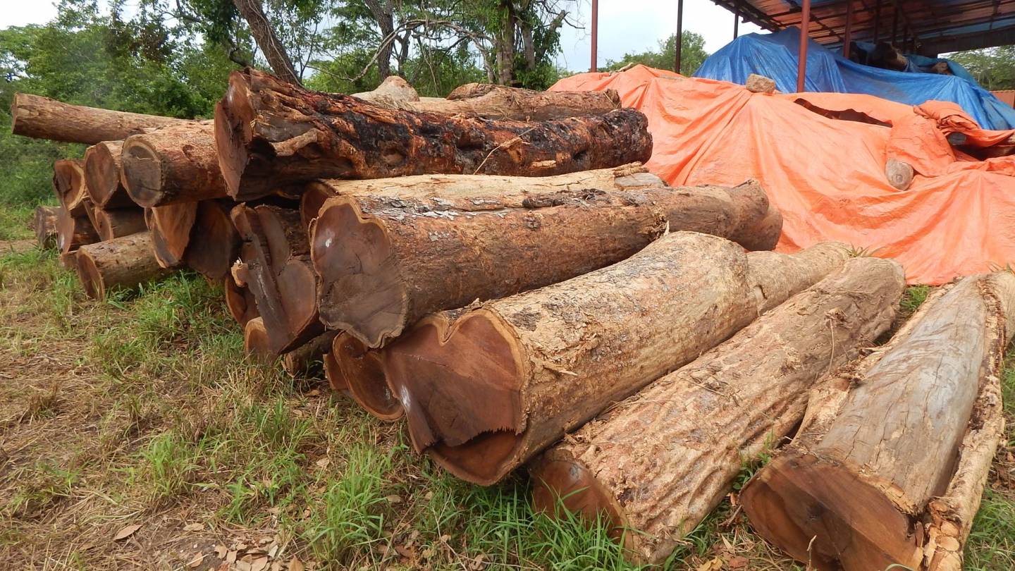 Nachhaltige Holzwirtschaft in Kilwa, Tansania