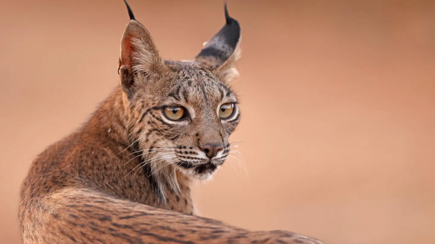 Iberischer Luchs
