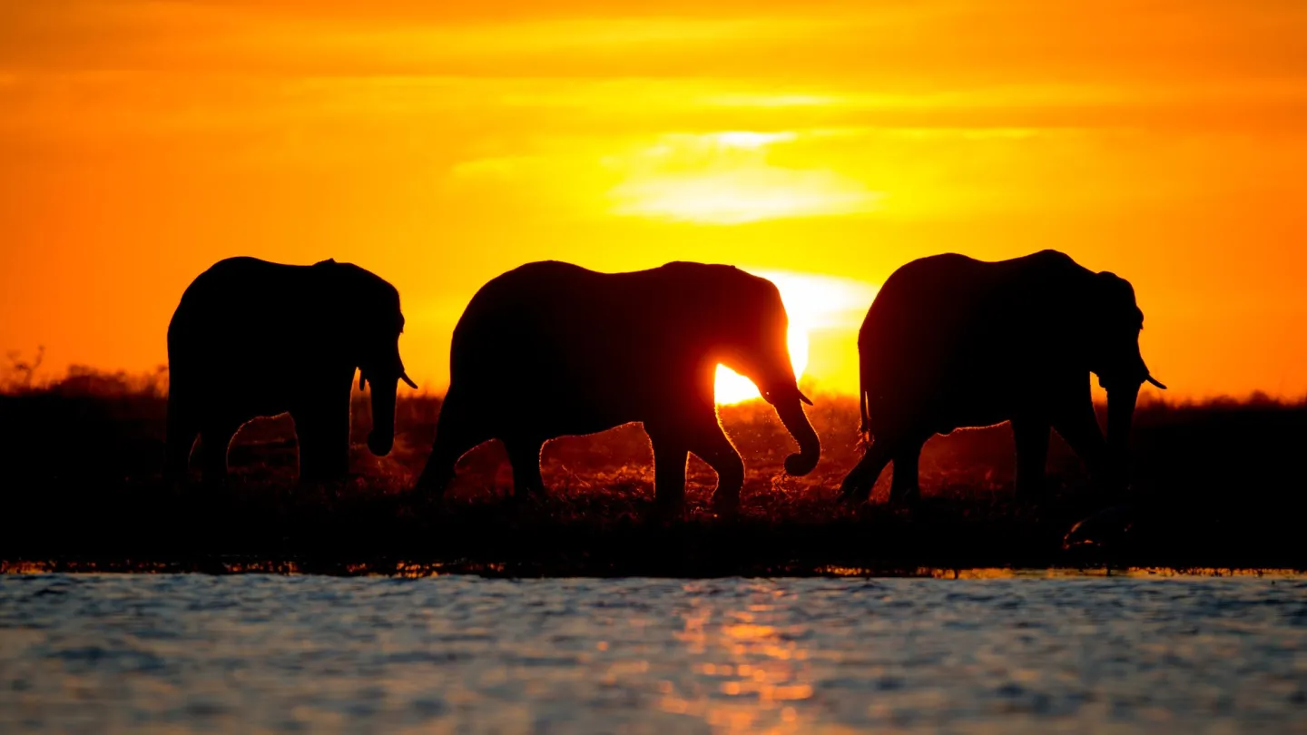 3 afrikanische Elefanten gehen vor der untergehenden Sonne in Namibia