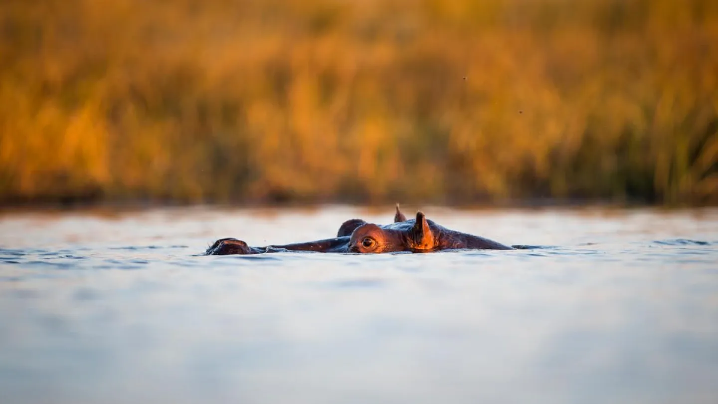 Ein schwimmendes Nilpferd in der Kaza Region