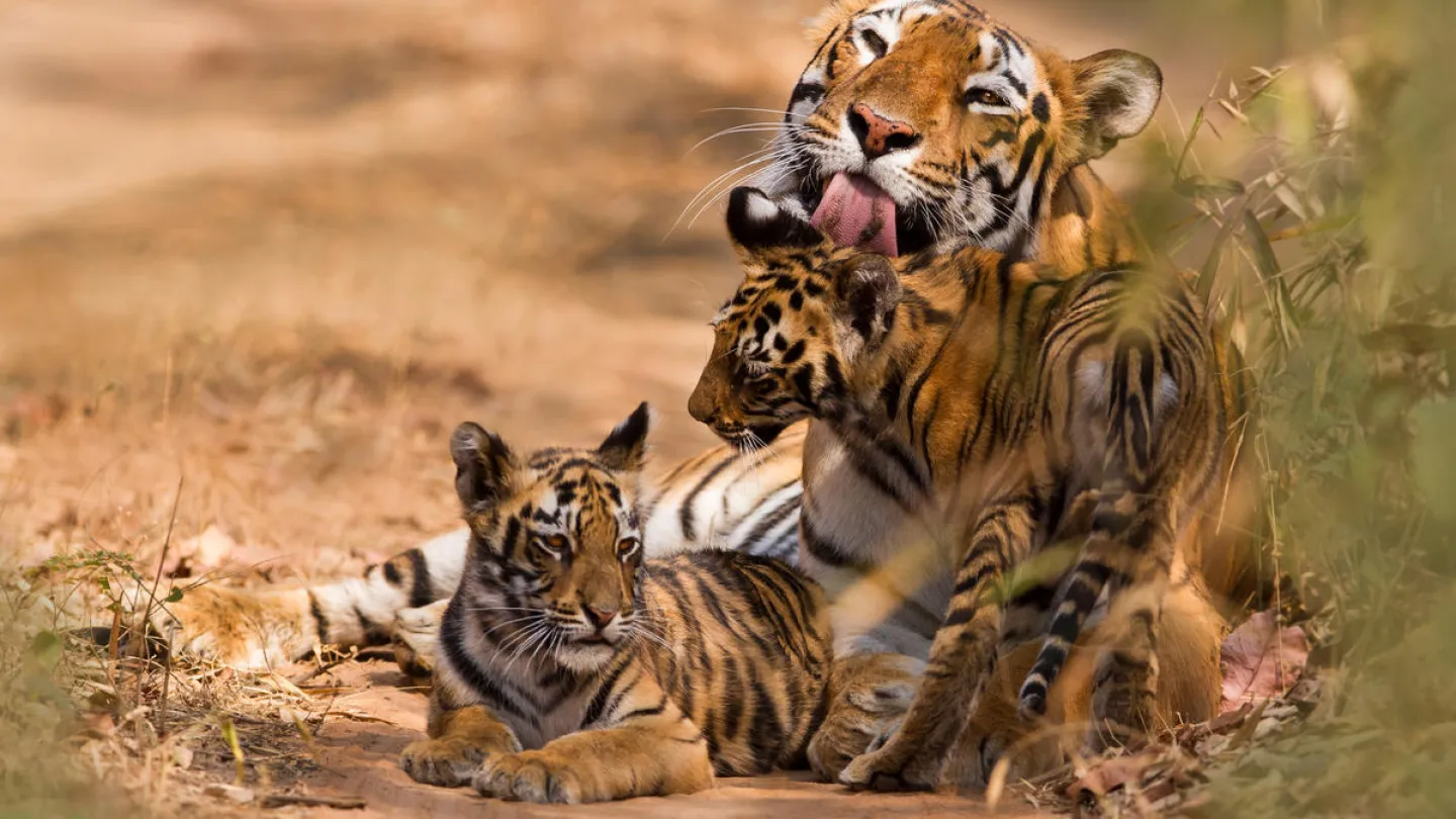 Bengal Tiger mit Jungen