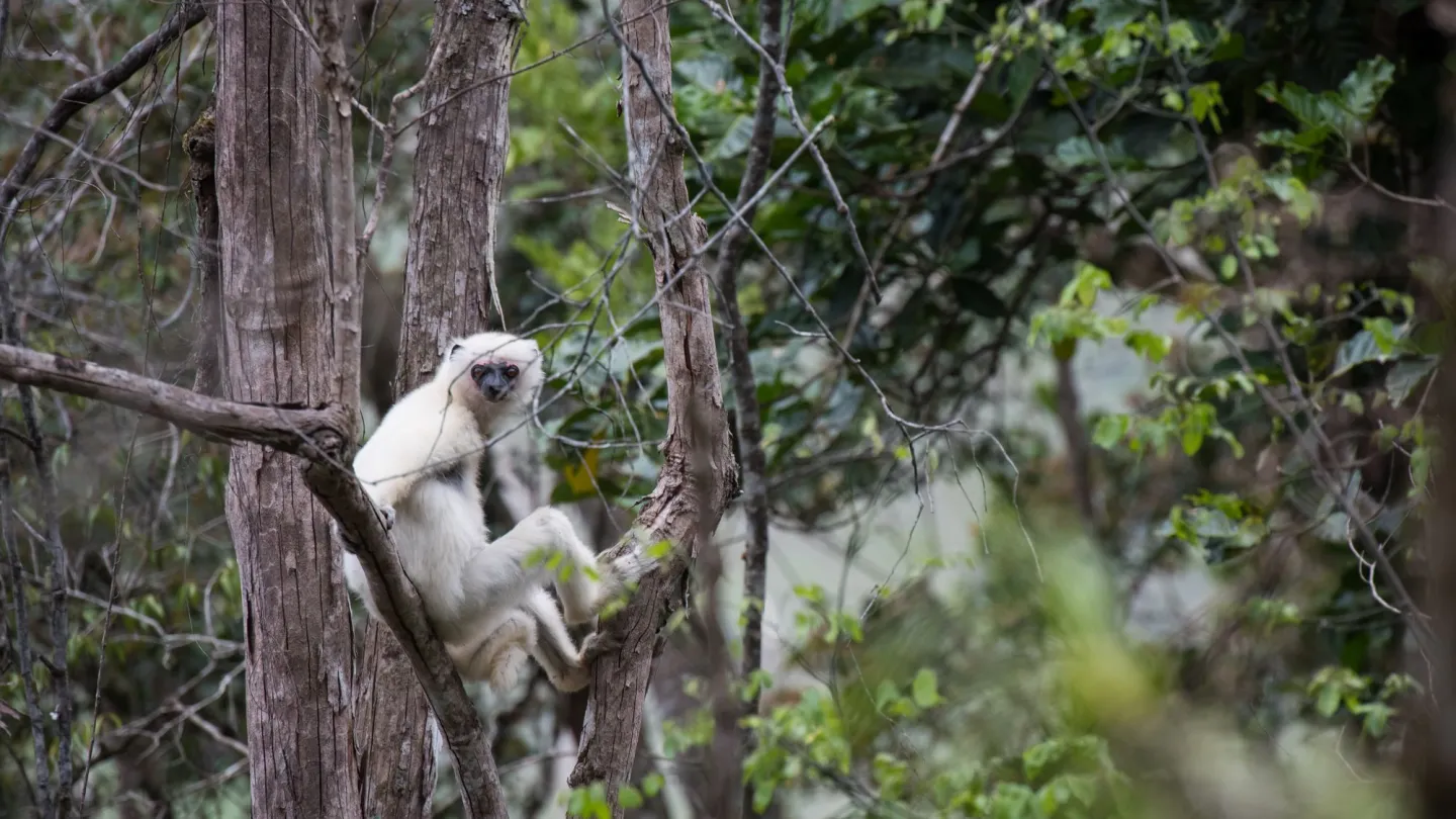 Seidensifaka in Madagaskar