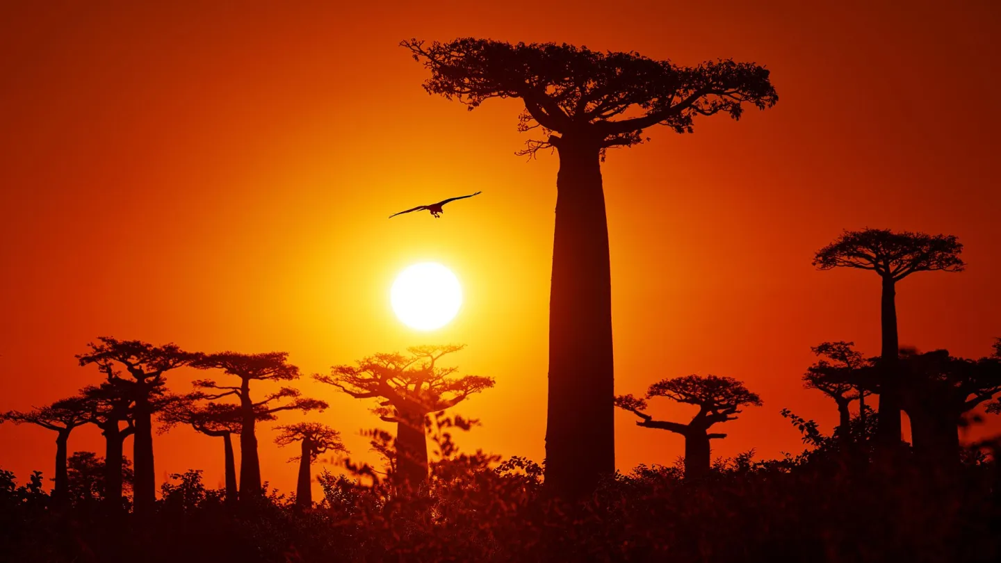 Baobab Bäume im Sonnenuntergang in Madagaskar