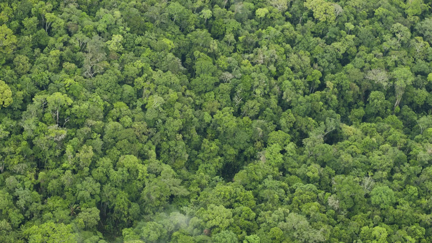 Grüner Regenwald aus der Vogelperspektive