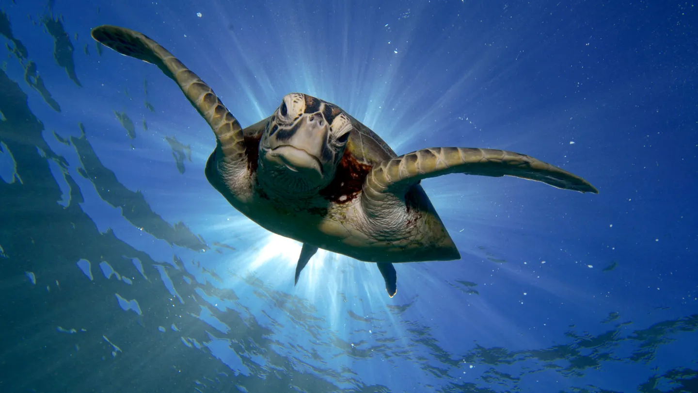 Meeresschildkröte beim Great Barrier Riff, Australien