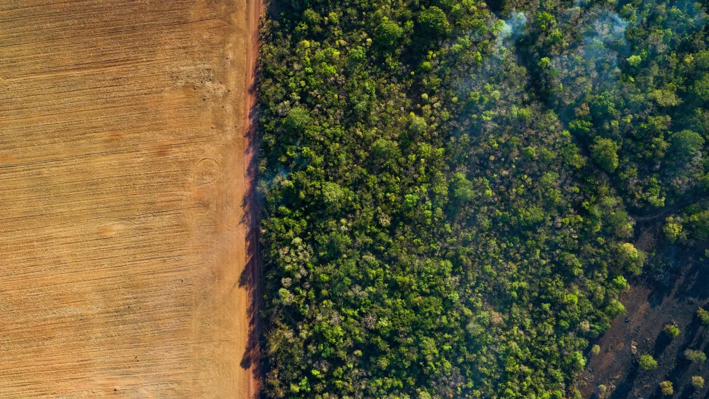 Luftaufnahme eines abgeernteten Kornfeldes mit angrenzendem Wald