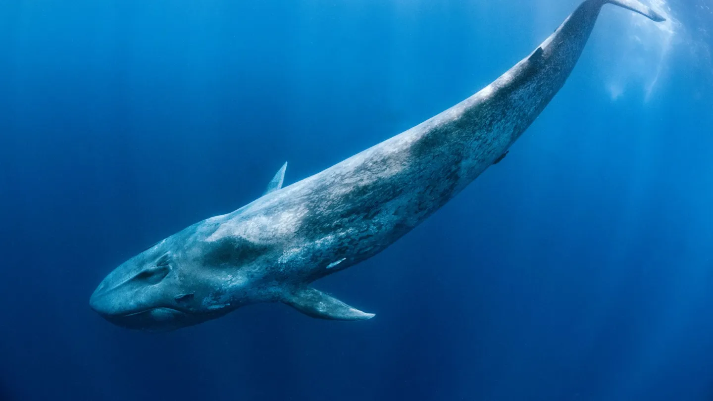 Der Blauwal schwimmt unter der Meeresoberfläche.