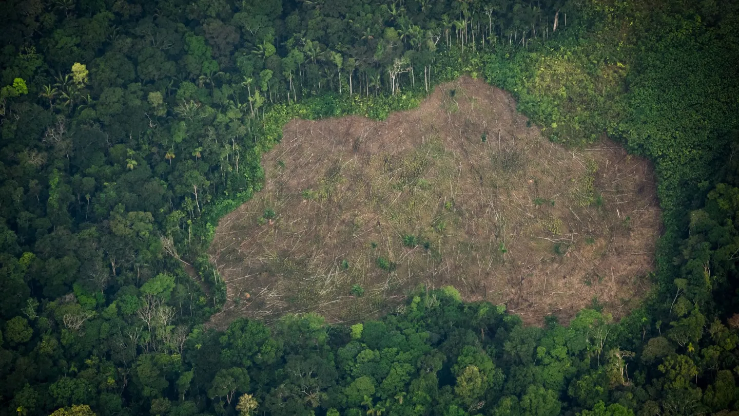 Brandgerodeter Wald im kolumbianischen Amazonas