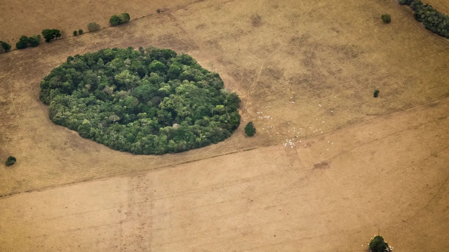 Rinderfarm im Amazonas