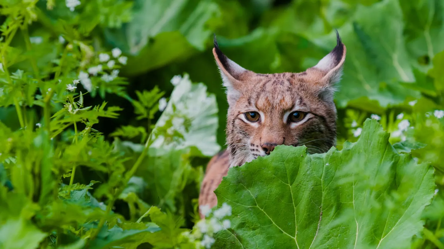 Eurasischer Luchs im Velka Fatra Nationalpark, Slovakei