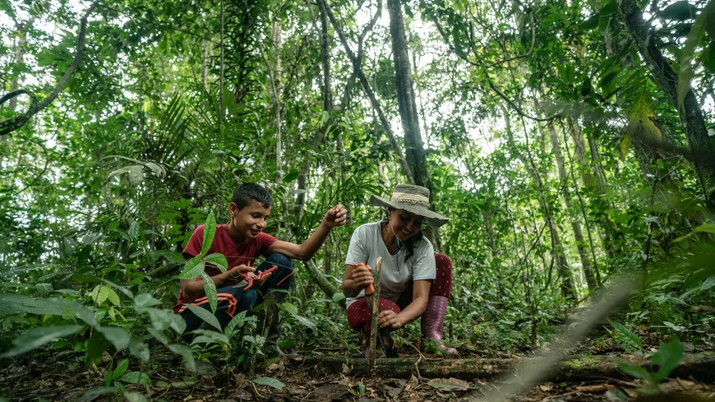Waldaufforstung im kolumbianischen Amazonas