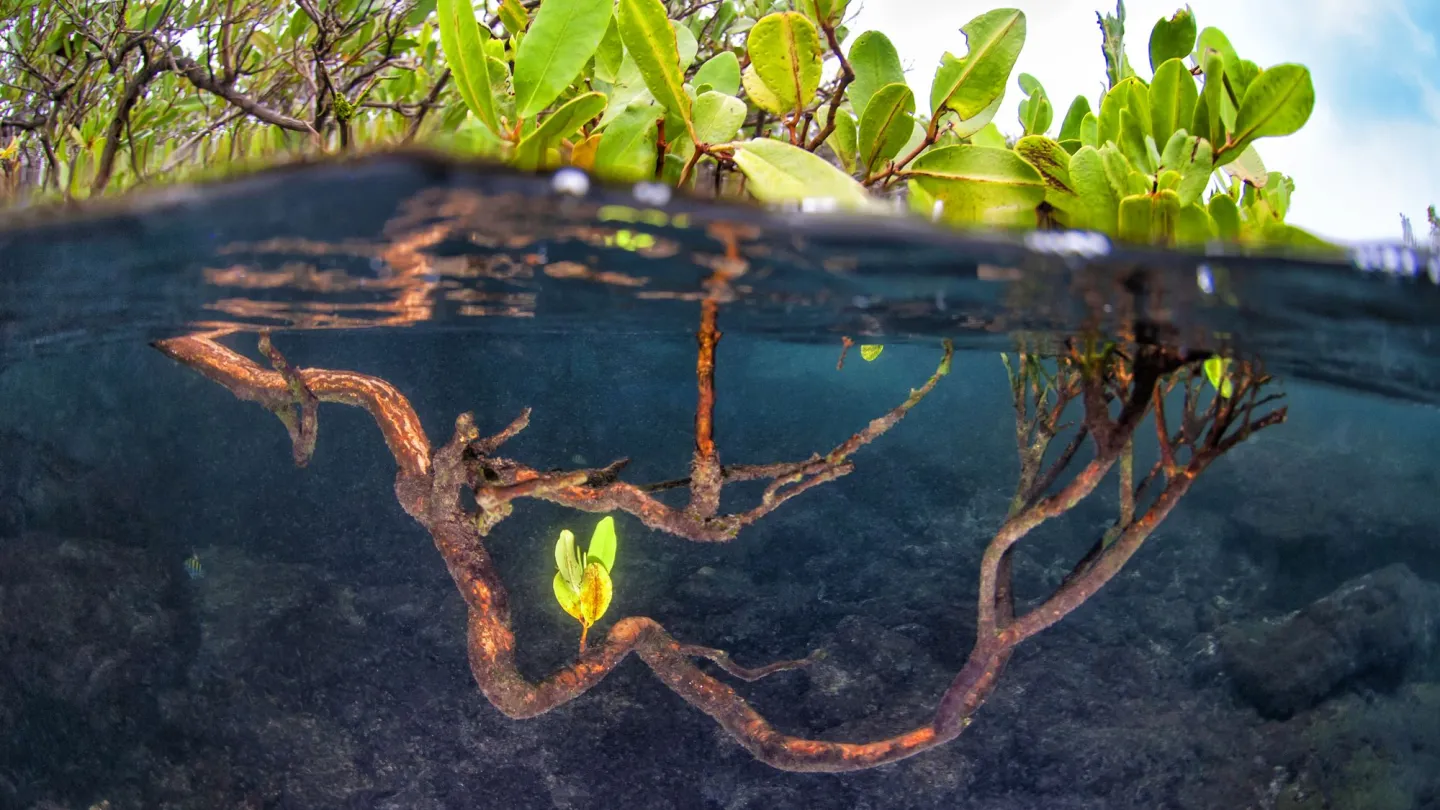 Mangroven in Ecuador