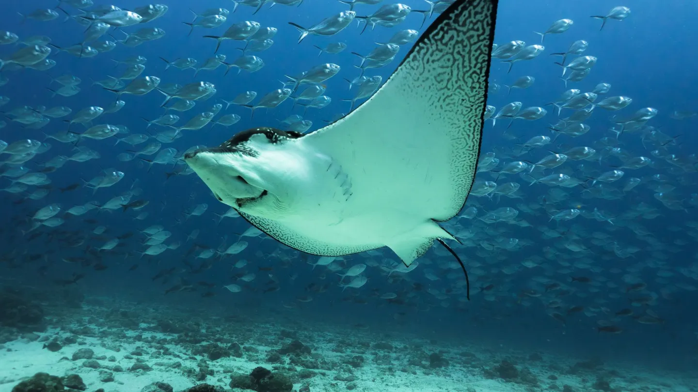 Gefleckte Adlerrochen in der Nähe der Galapagos Inseln