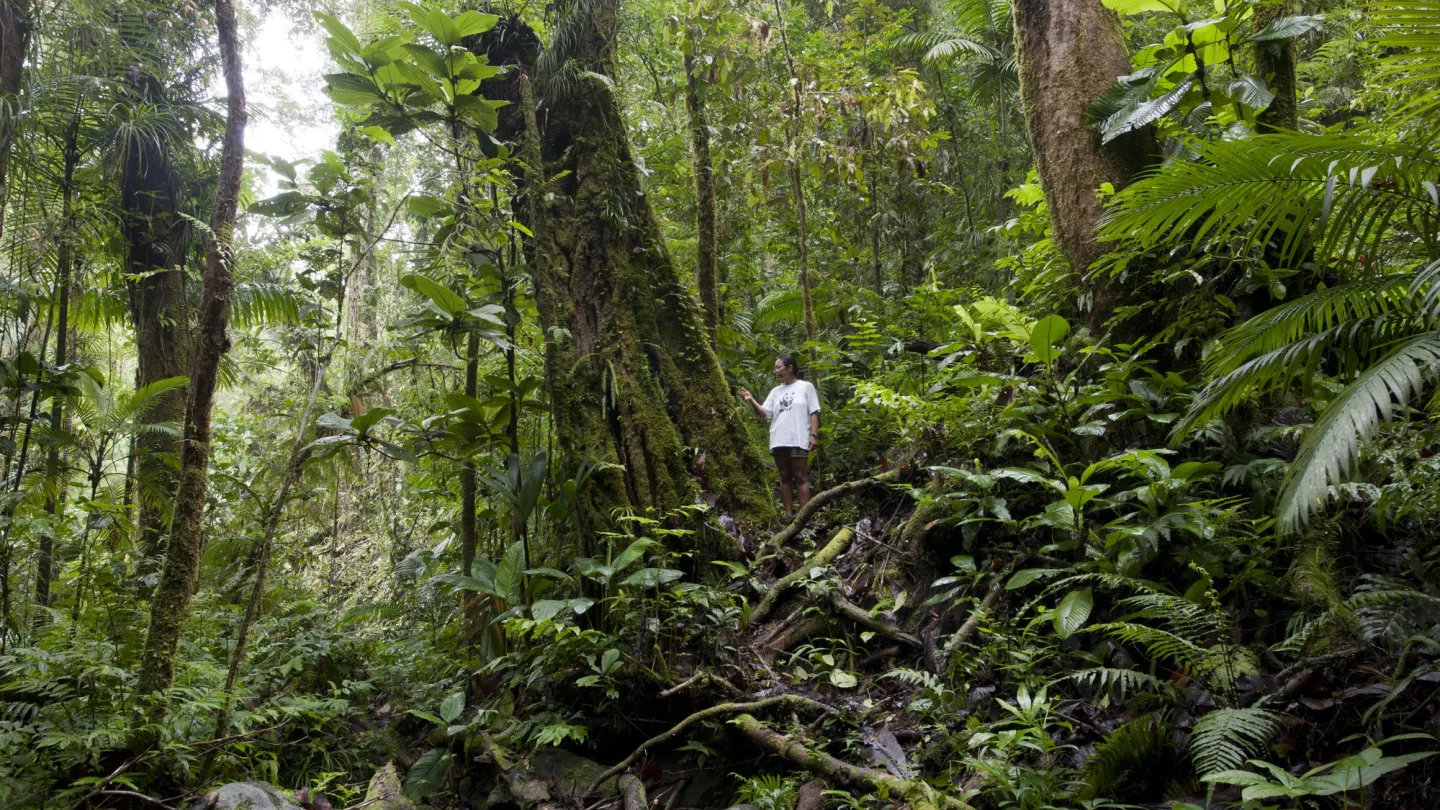 Regenwald auf Mount Rano mit Mensch in Bildmitte