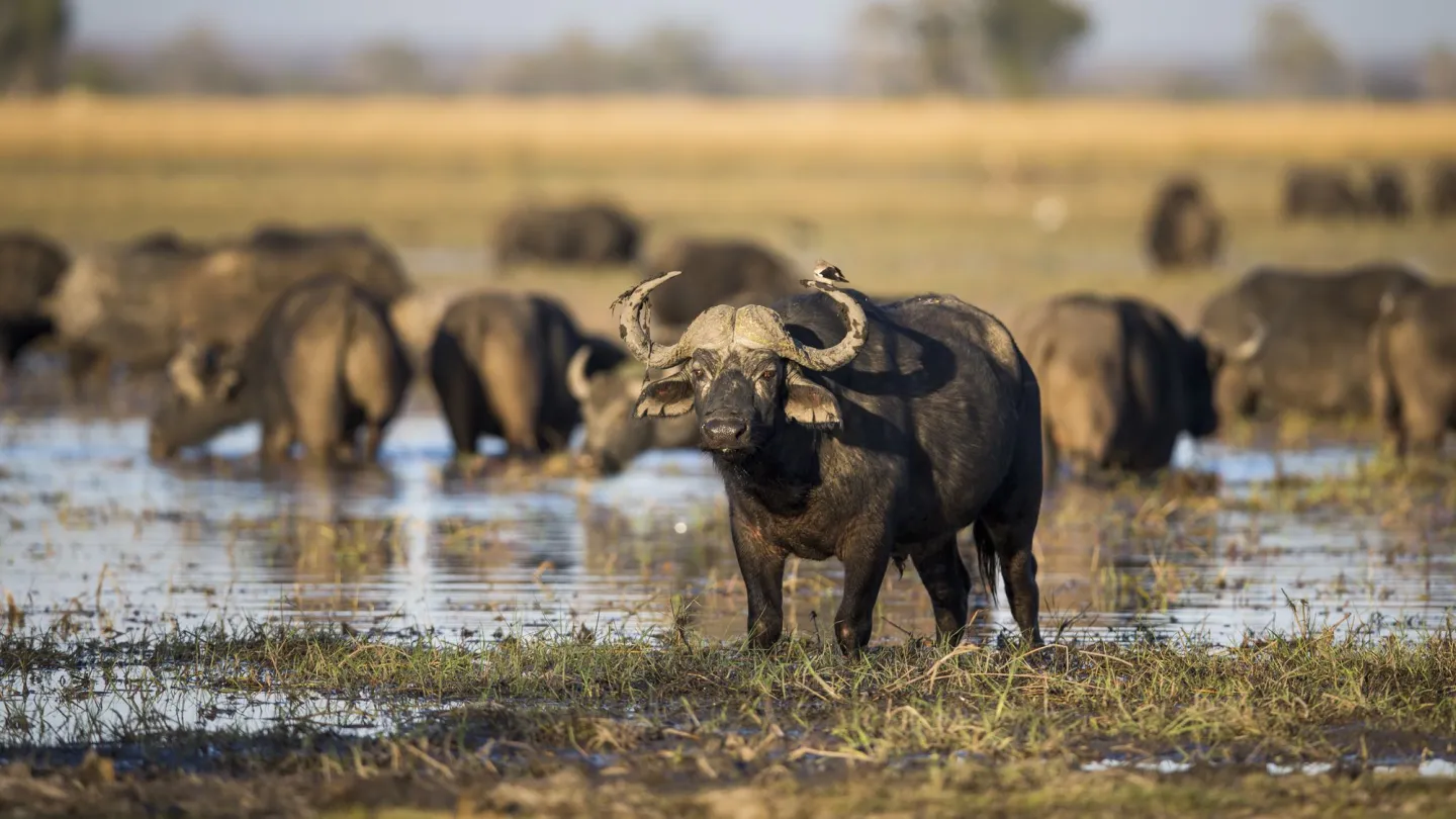 Wasserbüffel im Wasserloch in der Kaza region