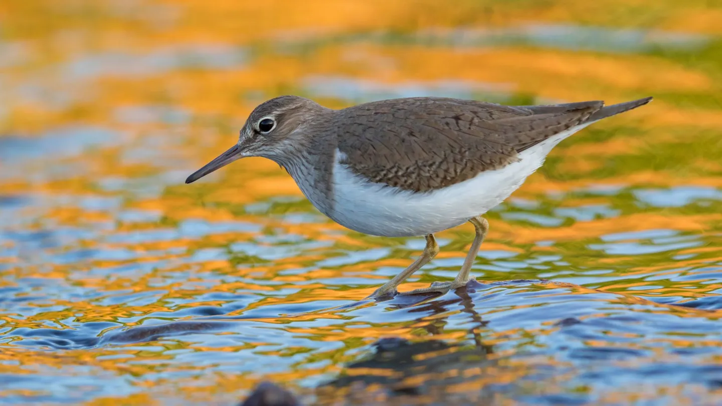 Flussuferläufer im Wasser