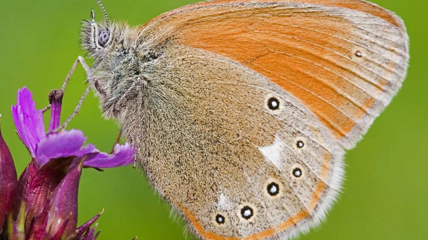 Grosses Wiesenvoegelchen / Grosser Heufalter