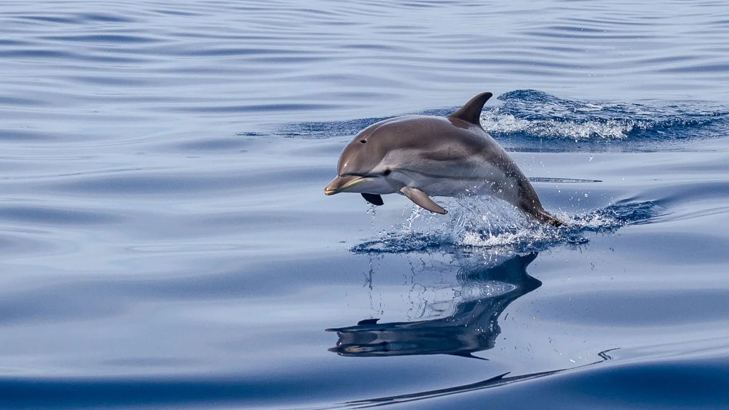 Delfin der aus dem Wasser springt