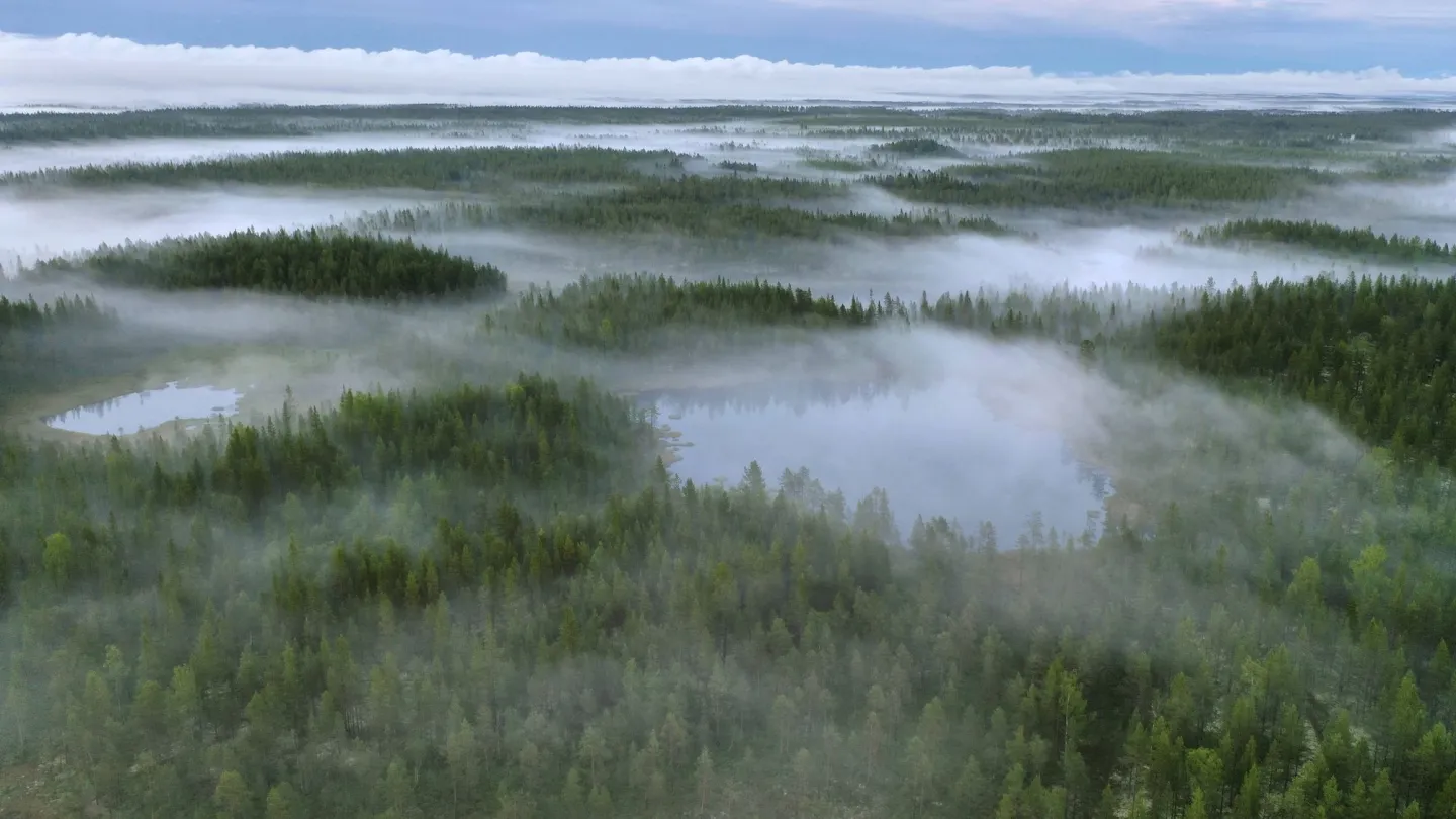 Drohnenaufnahme eines Waldes in Schweden