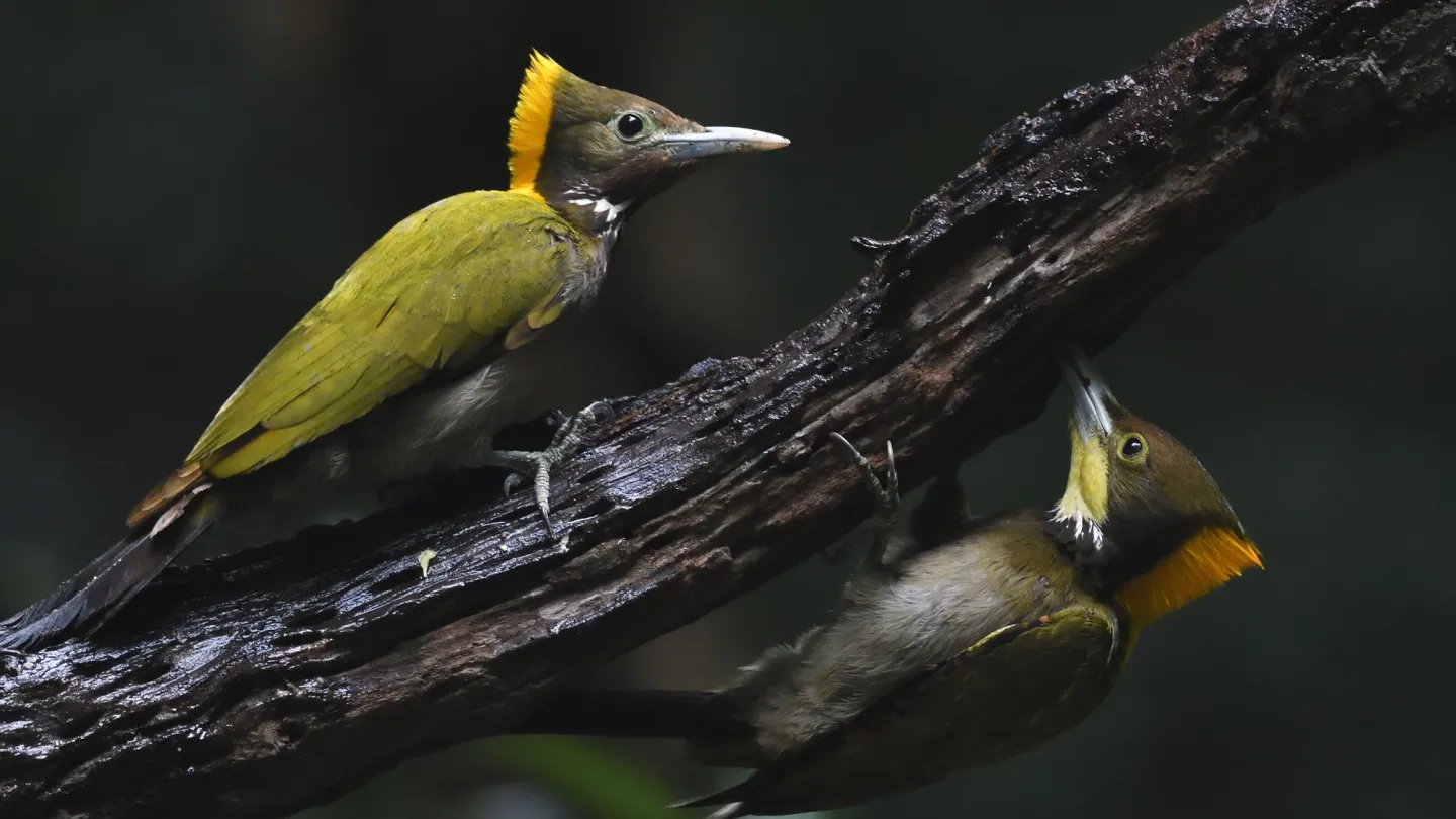 Two Greater yellow-naped woodpecker birds sitting on a branch