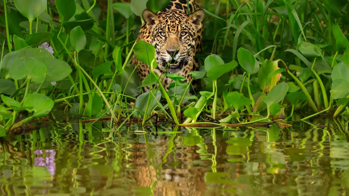 Jaguar walks into water