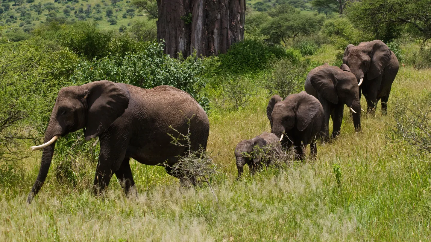 Eine Elefantenherde in Ost-Usambara, Tansania