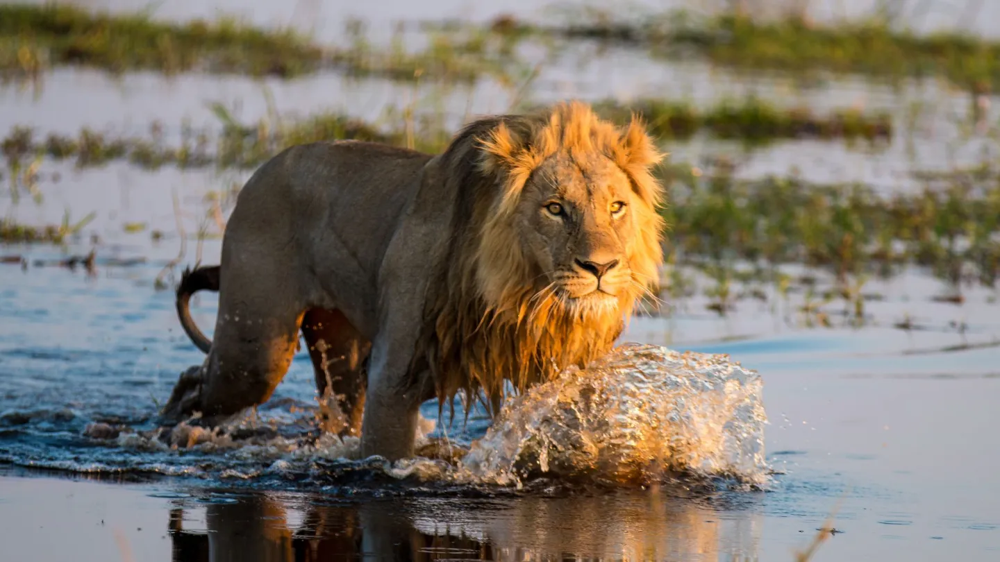 Löwe der durch das Okowanga Delta watet