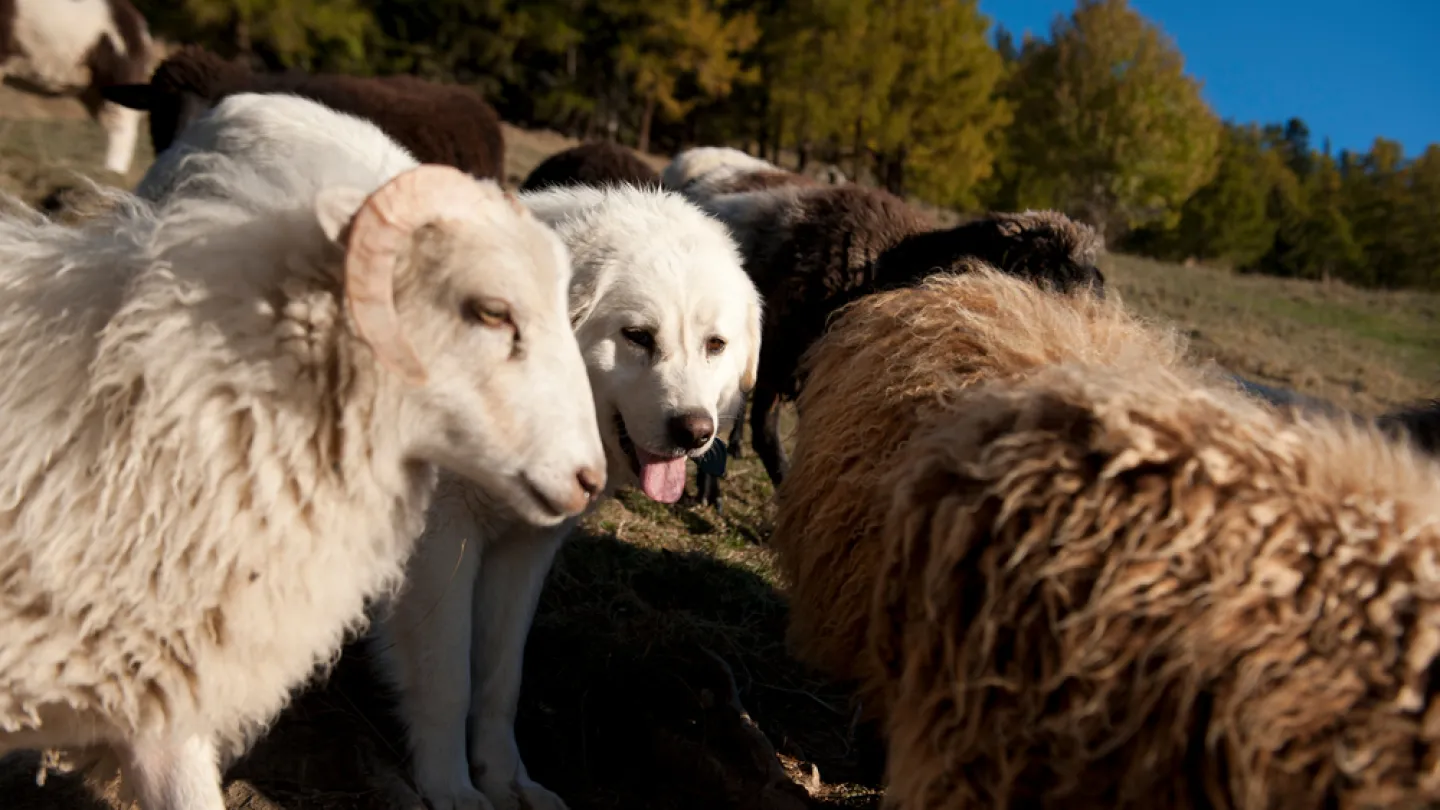 Sheepdog amongst sheep on alpine field
