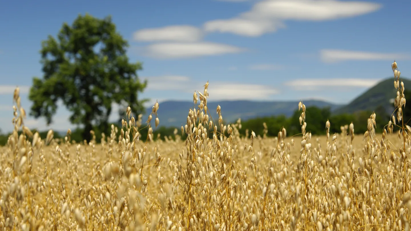 Field with golden ripe oats in Switzerland