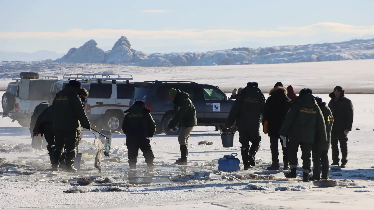 Fischrettungsaktion in der Mongolei