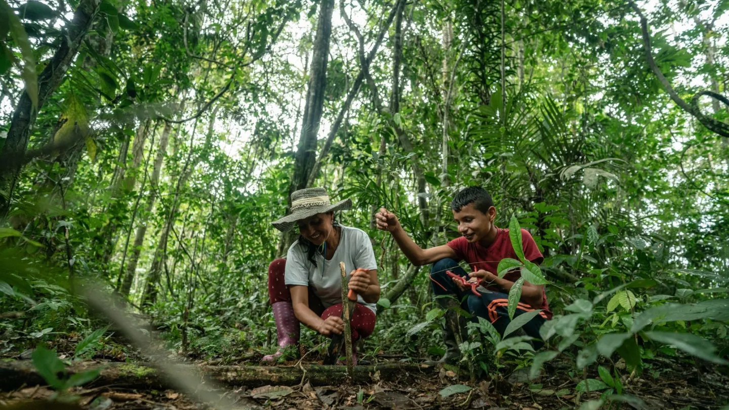 Waldaufforstung im kolumbianischen Amazonas