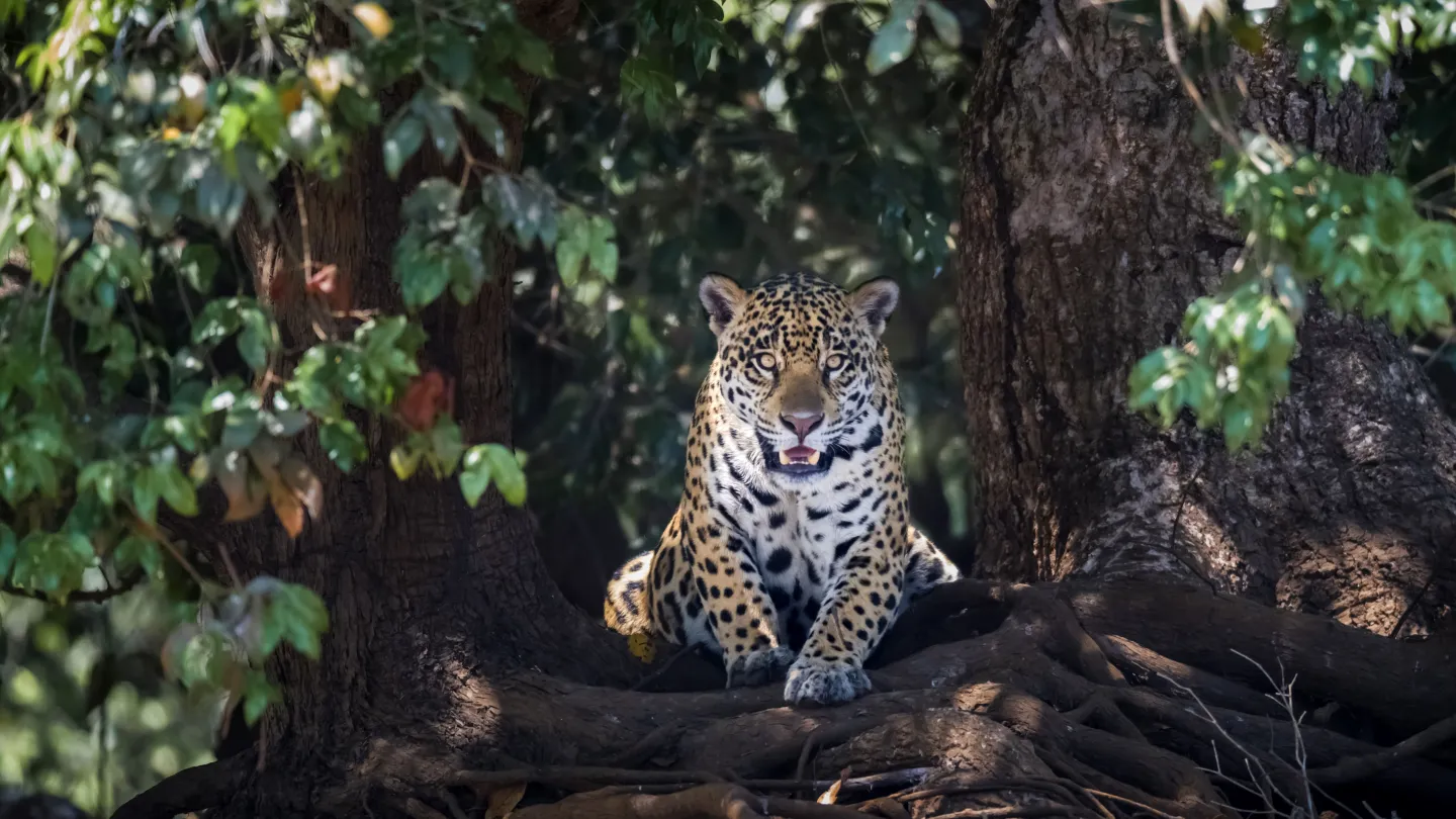 Jaguar liegt auf Baumwurzeln im Wald