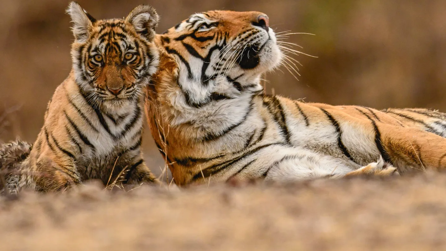 Tigermutter mit kleinem Tiger in Indien