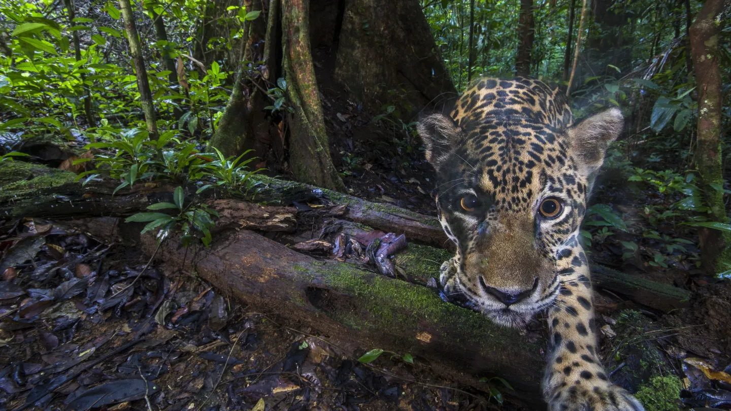 Kamerafalle fotografiert Jaguar