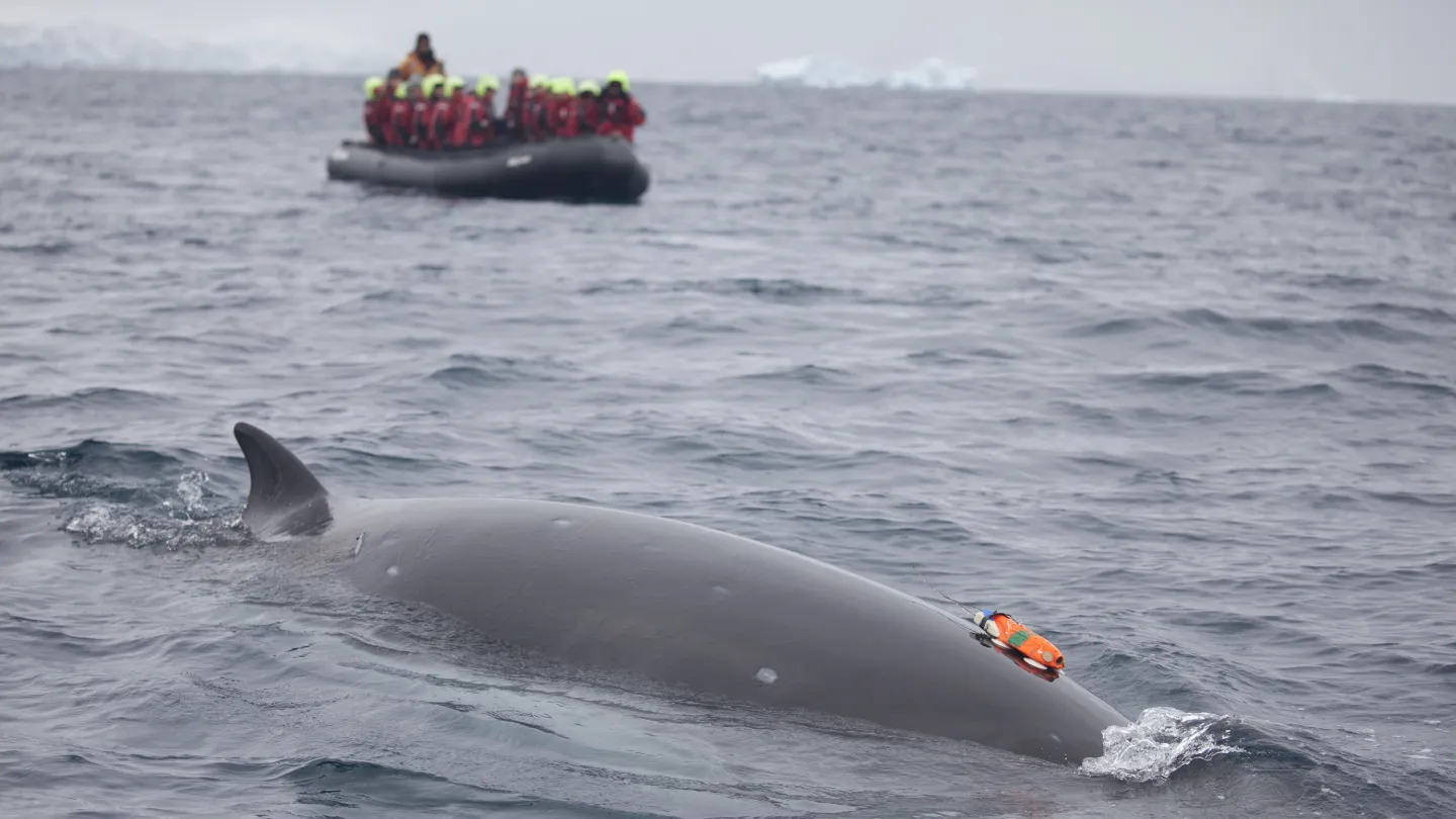 Antarctic minke whale with a 'whale cam' in front of tourists