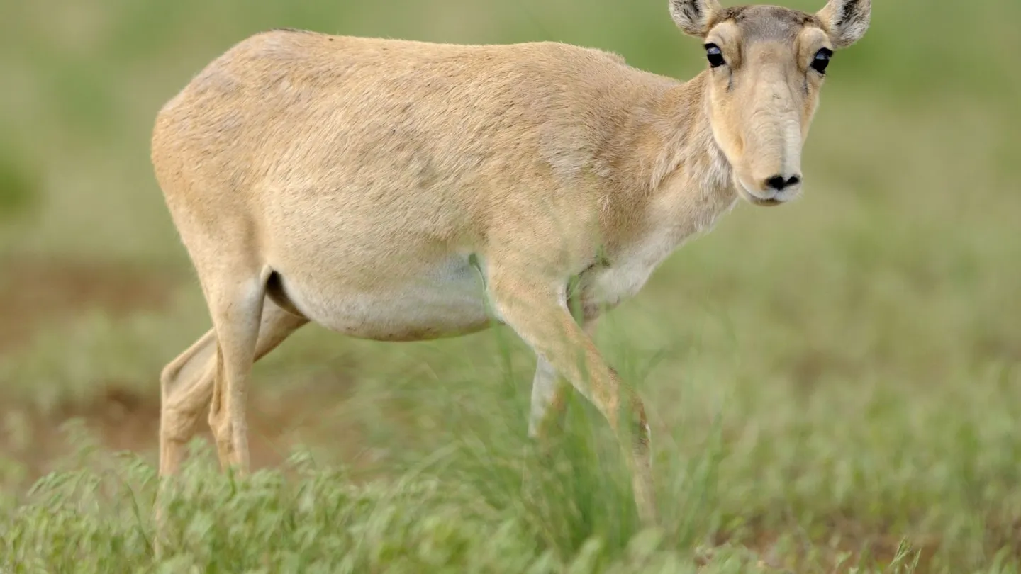 Weibliche Saiga Antilope im Cherniye Zemil Naturschutzgebiet, Russland