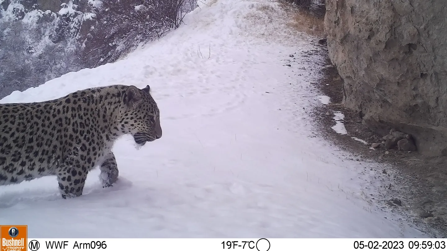 Kamerafalle eines Persischen Leoparden