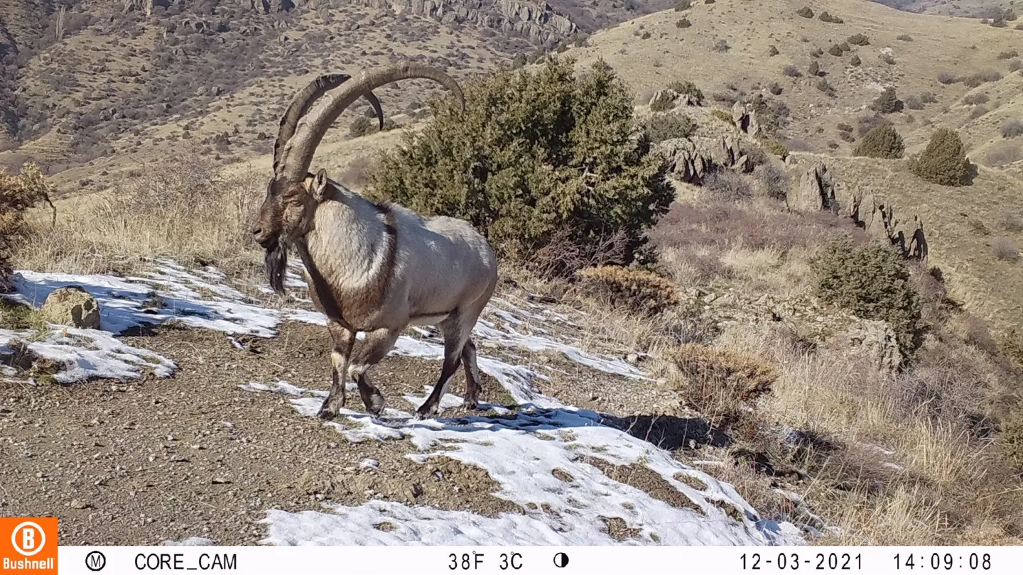 mufflon sheep in armenia