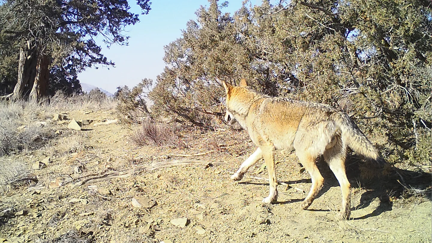 armenian wolf in photo trap