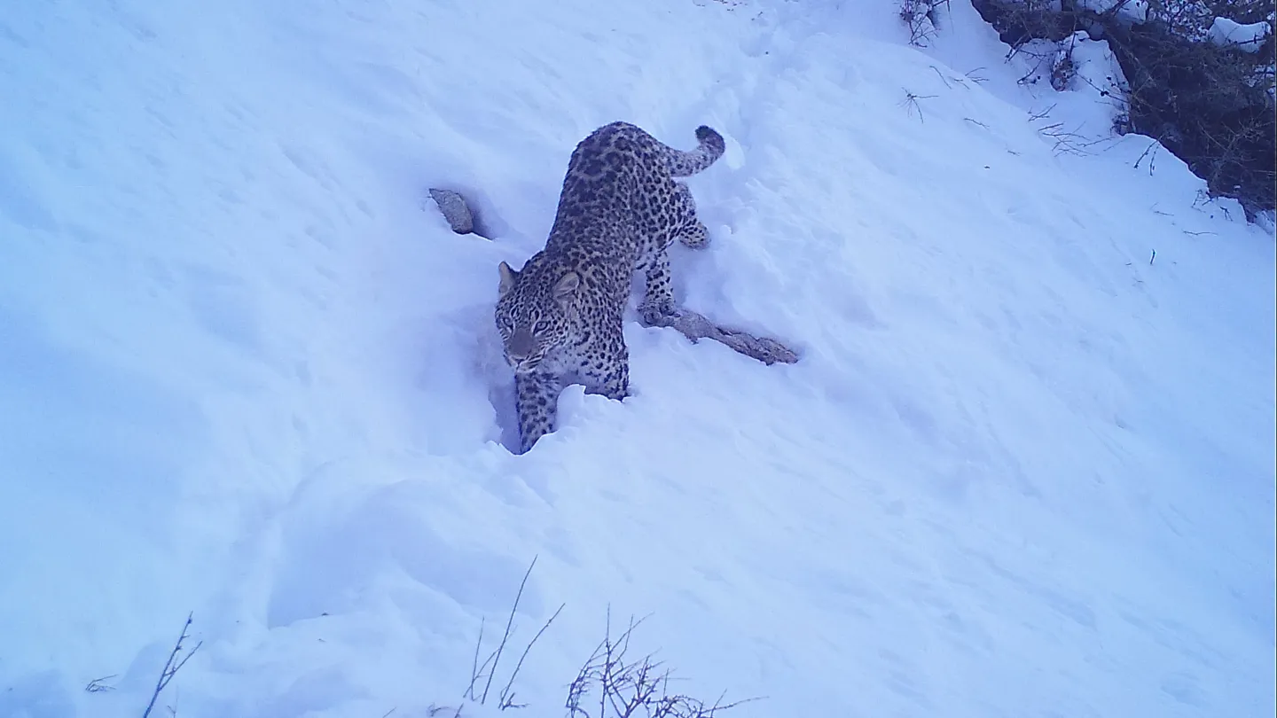 persian leopard snow