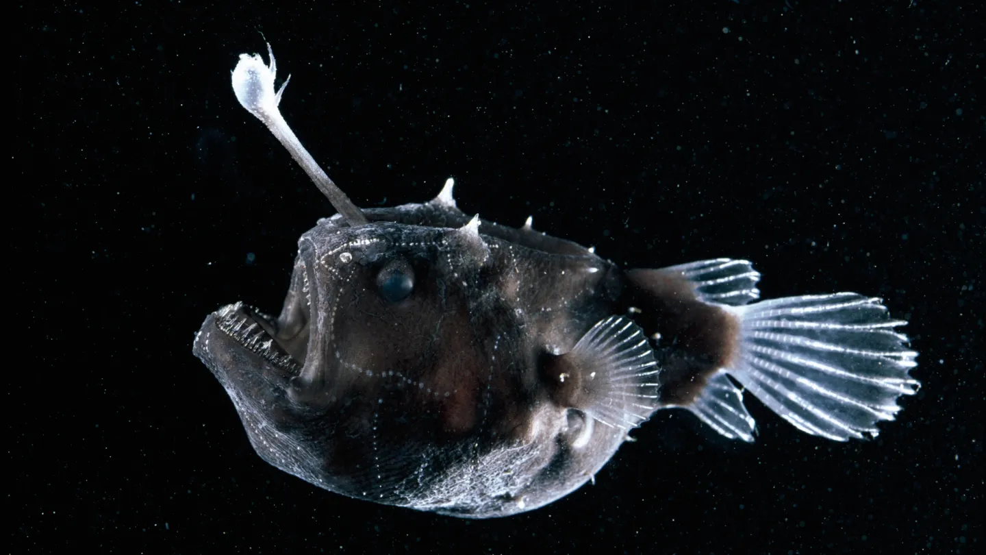 Anglerfisch