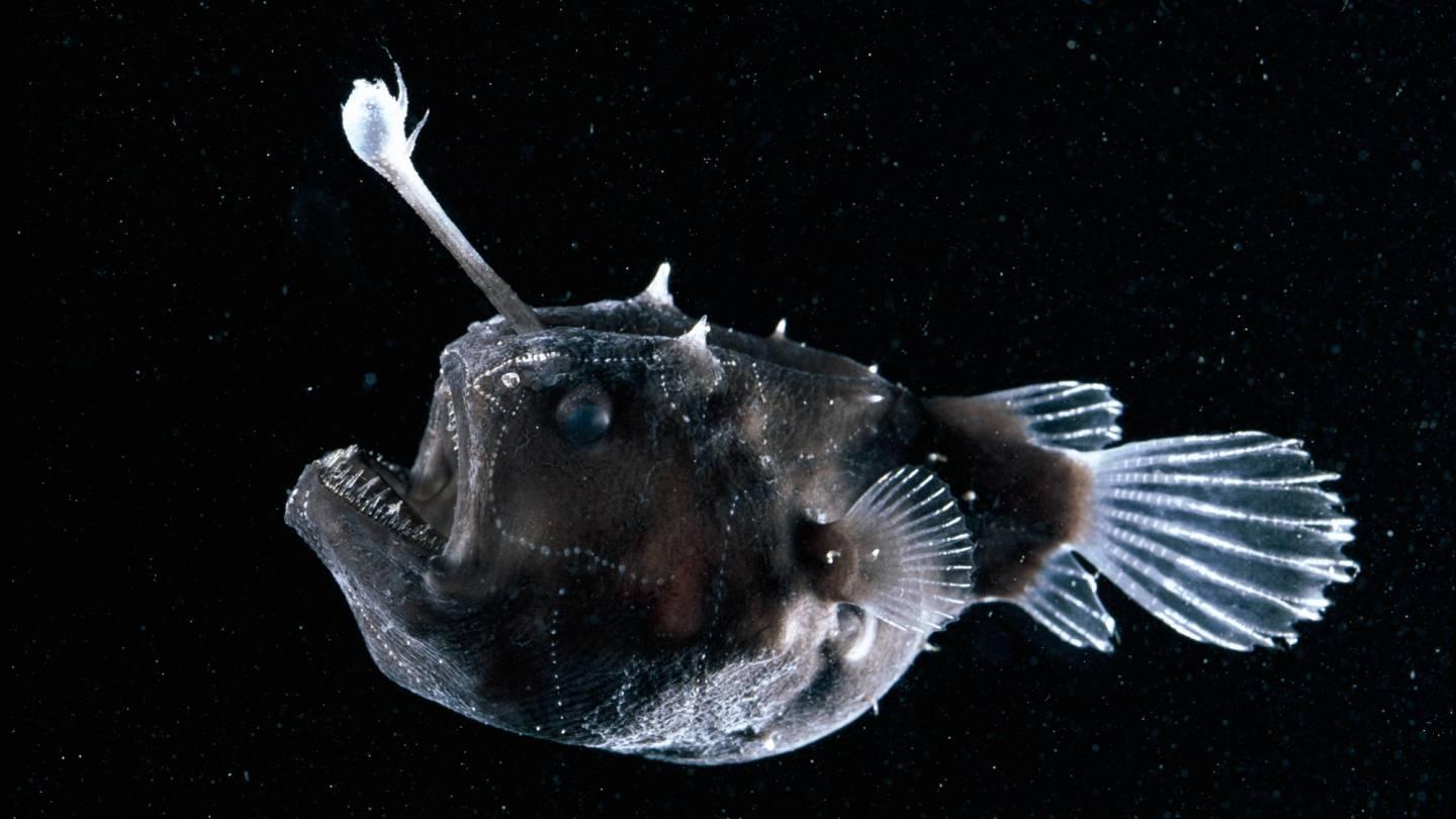 Anglerfisch