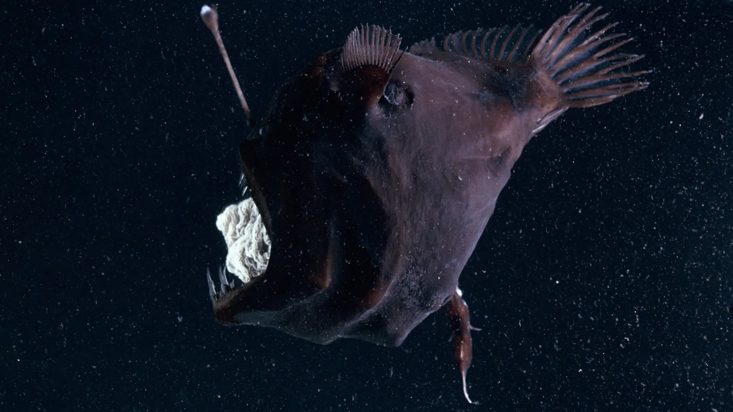 Anglerfisch Dismorphismus