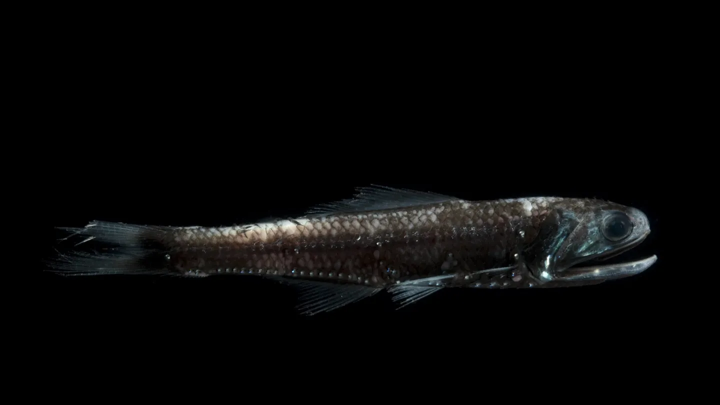 Laternenfisch Notoscopelis bolini