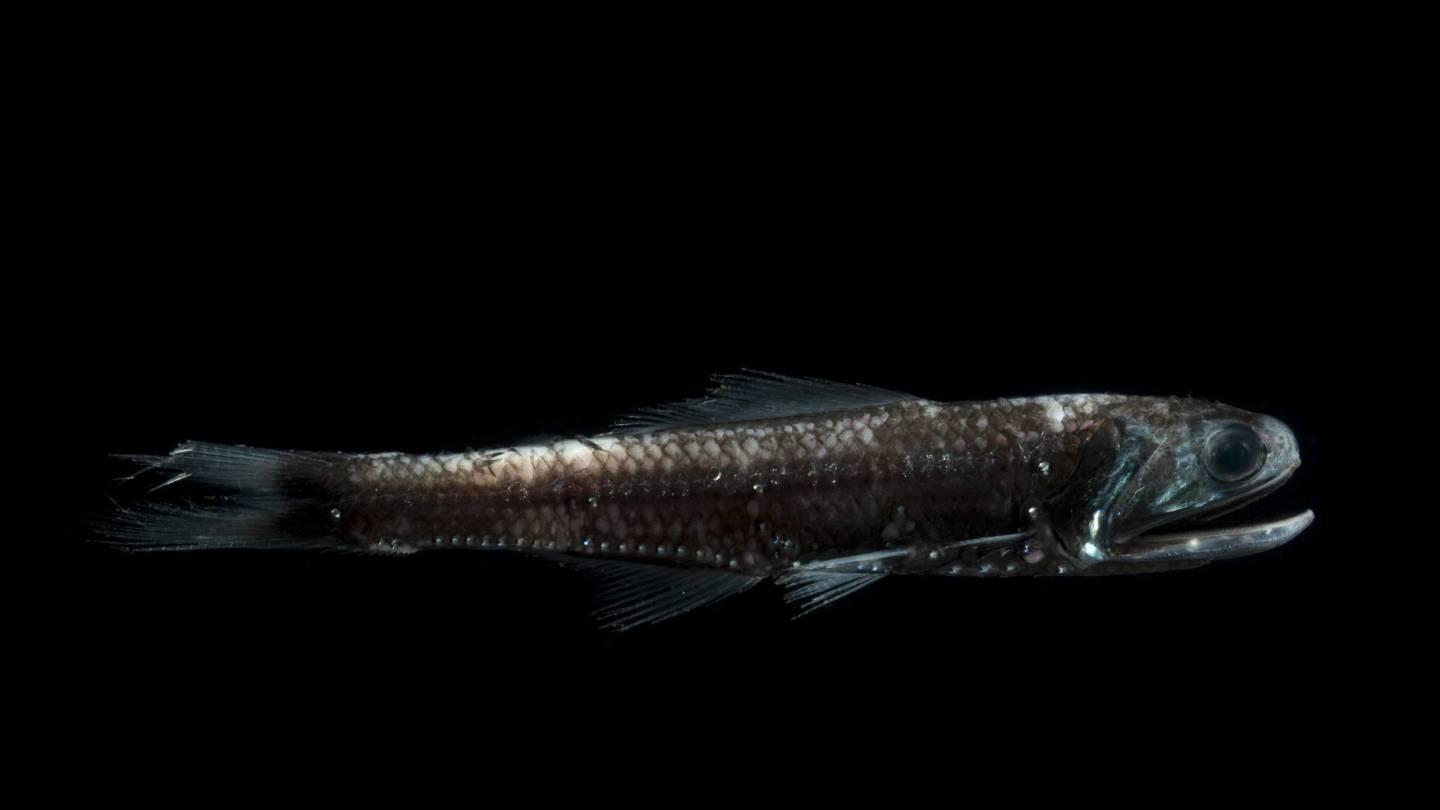 Laternenfisch Notoscopelis bolini