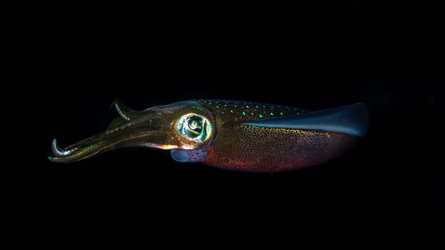 Leuchtender Tintenfisch