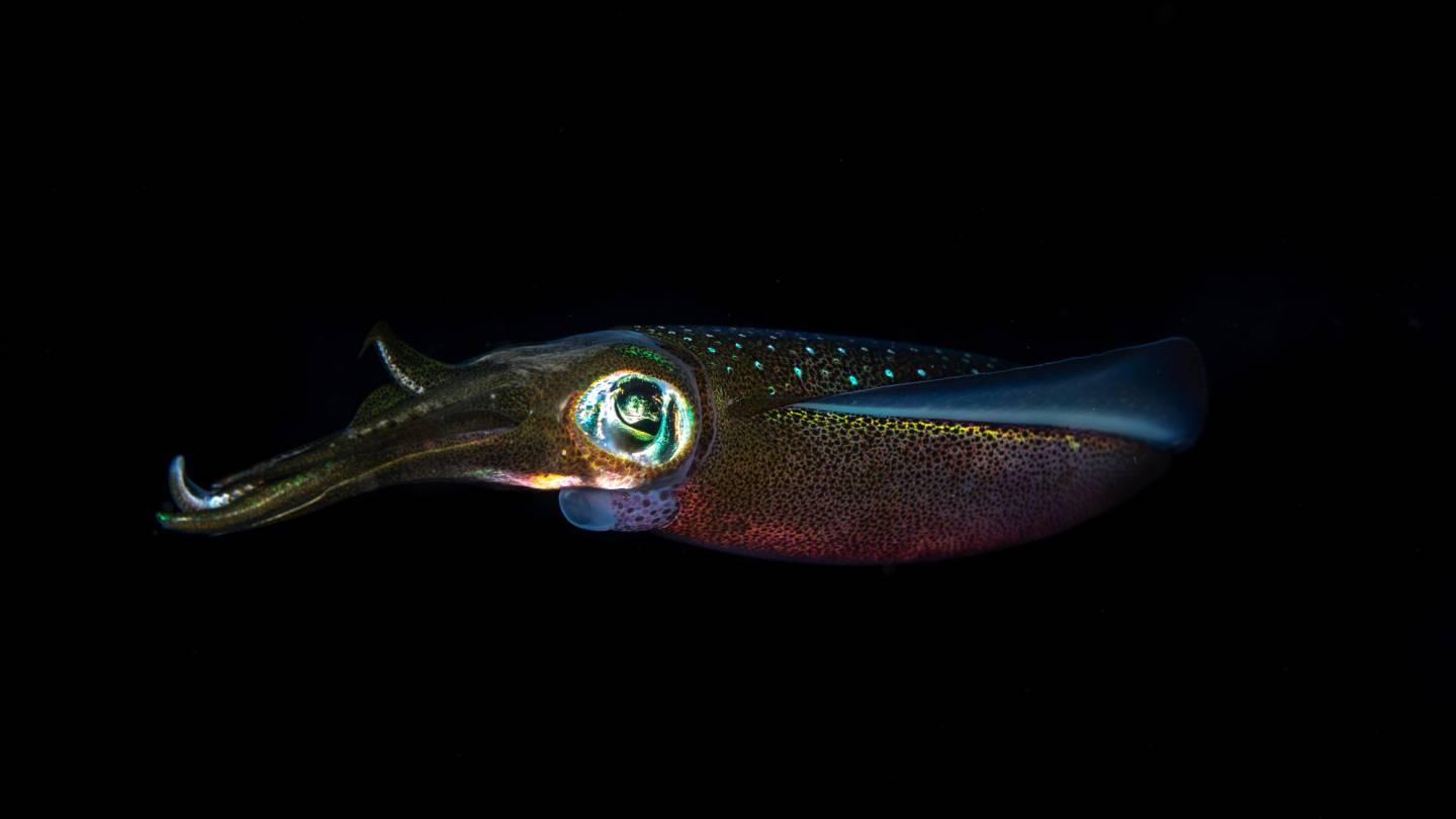 Leuchtender Tintenfisch